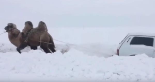 Верблюд-проходимец вытянул «Ниву» из сугроба: видео